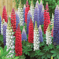 Russell Lupine Samen Blumensamen zur Aussaat Landhaus Garten wichtig Traditionssorte & ohne Gentechnik Samen Hausgarten
