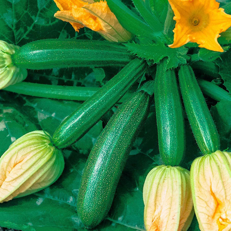 Semi di zucchina: Perfetti per l'orto domestico