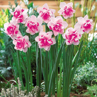 Rosa Daffodils Blumensamen zur Aussaat – lang Blüte Saison – Traditionssorte & ohne Gentechnik Samen Hausgarten