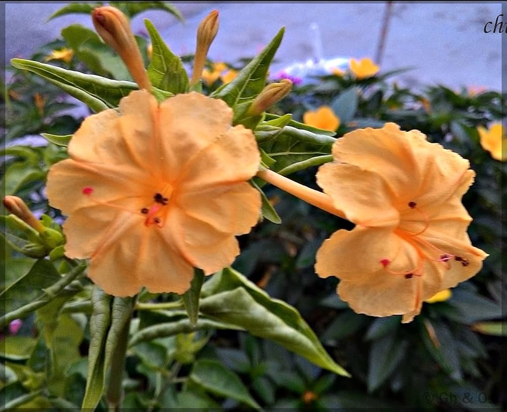 Orange Mirabilis Blumensamen zur Aussaat saisonal Dauerblüher Traditionssorte & ohne Gentechnik Samen Hausgarten