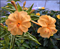 Orange Mirabilis Blumensamen zur Aussaat saisonal Dauerblüher Traditionssorte & ohne Gentechnik Samen Hausgarten