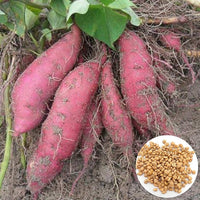 Pink Süßkartoffel Samen zum Pflanzen  Delicious Gemüse Variety