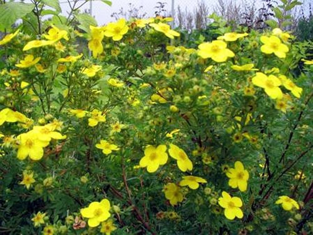 Tormentil Potentilla erecta Blumensamen zur Aussaat Wildblume Garten und Meadow