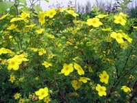 Tormentil Potentilla erecta Blumensamen zur Aussaat Wildblume Garten und Meadow