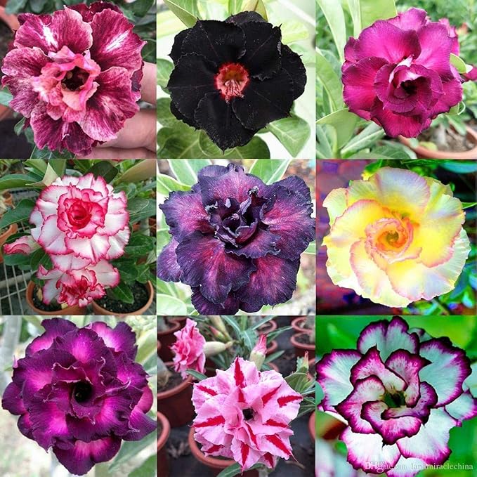 Wüstenrose Obesum Desert Rose Doungdee B102 Garten Blumensamen