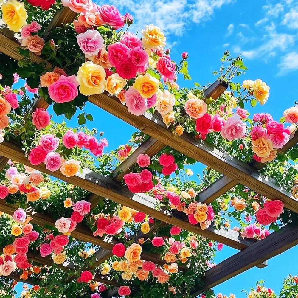 kletternd Blumensamen zur Aussaat – Drought verträglich – Traditionssorte & ohne Gentechnik Samen Hausgarten