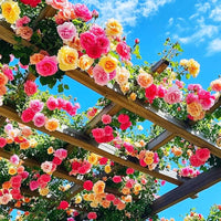 kletternd Blumensamen zur Aussaat – Drought verträglich – Traditionssorte & ohne Gentechnik Samen Hausgarten
