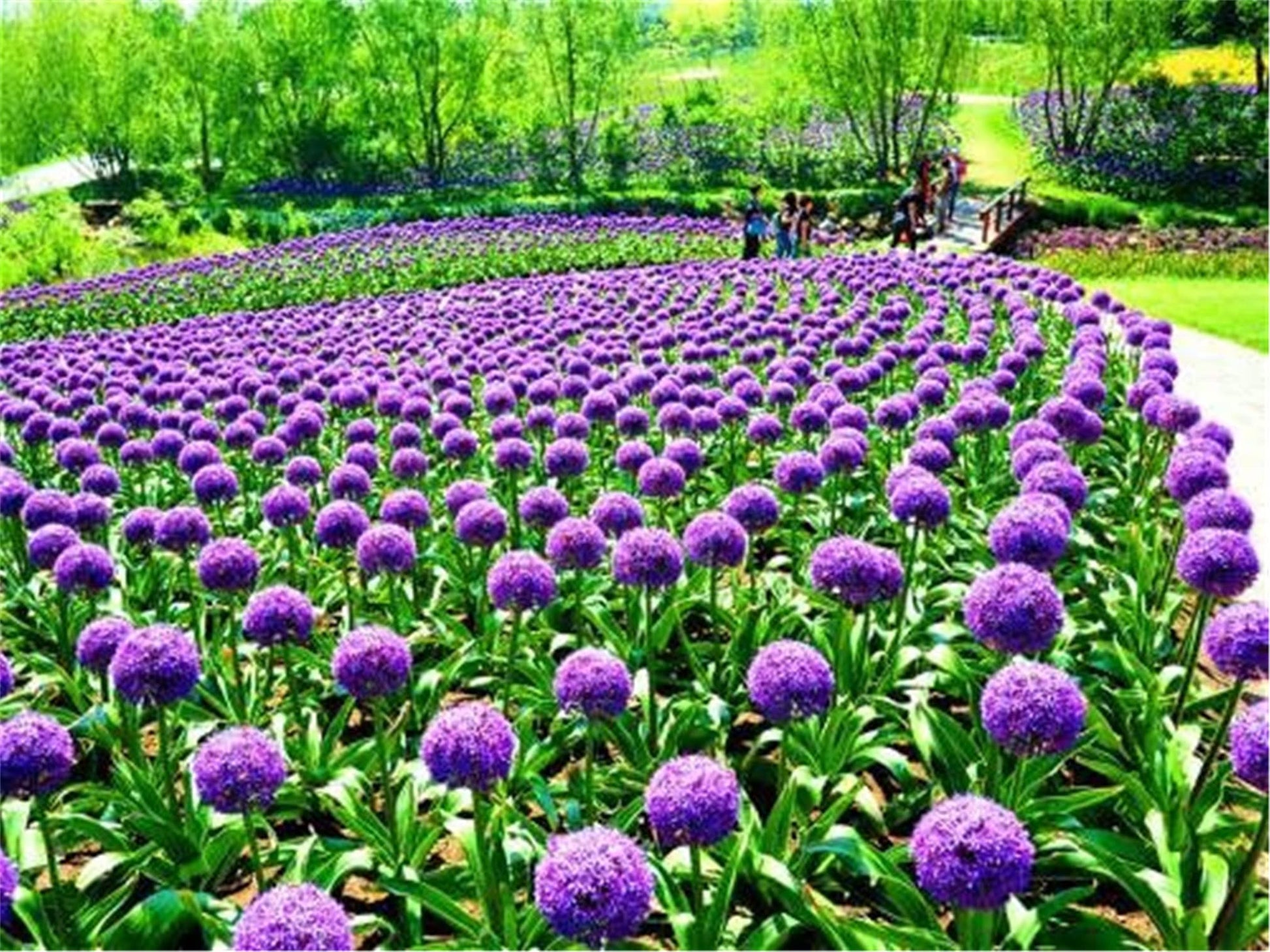 Lila riesig Allium Giganteum selten Blumensamen
