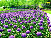 Lila riesig Allium Giganteum selten Blumensamen