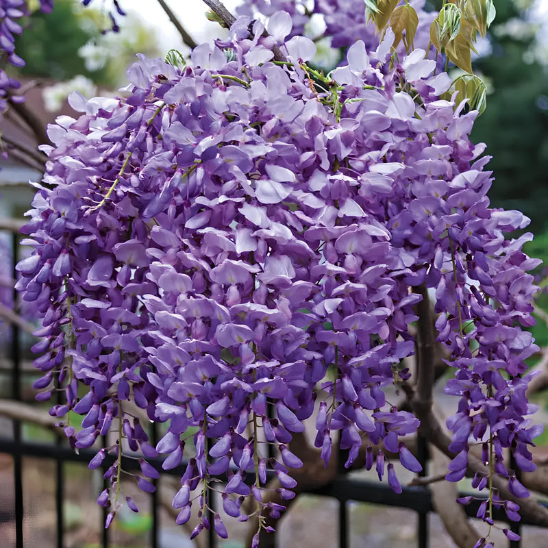 Wisteria glyzinienblumensamen blume samen