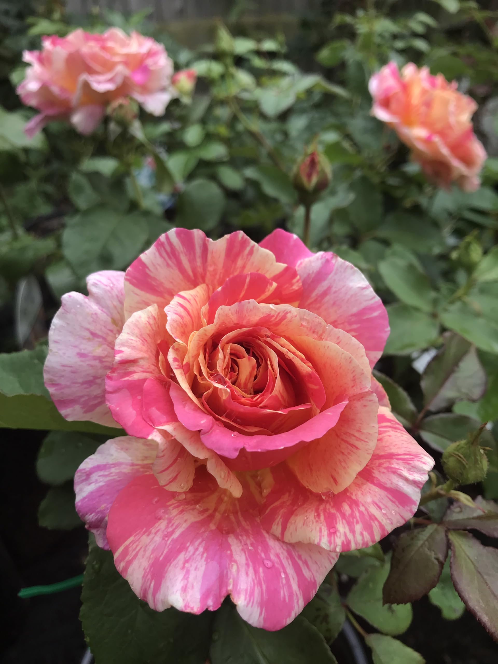 Rose Blumensamen zur Aussaat farbenfroh Schau Traditionssorte & ohne Gentechnik Samen Hausgarten
