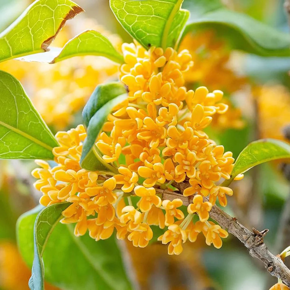 Gelb Osmanthus Blumensamen zur Aussaat Garten beliebt Traditionssorte & ohne Gentechnik Samen Hausgarten