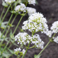 Weiß centranthus jupiter’s beard perennial blume samen