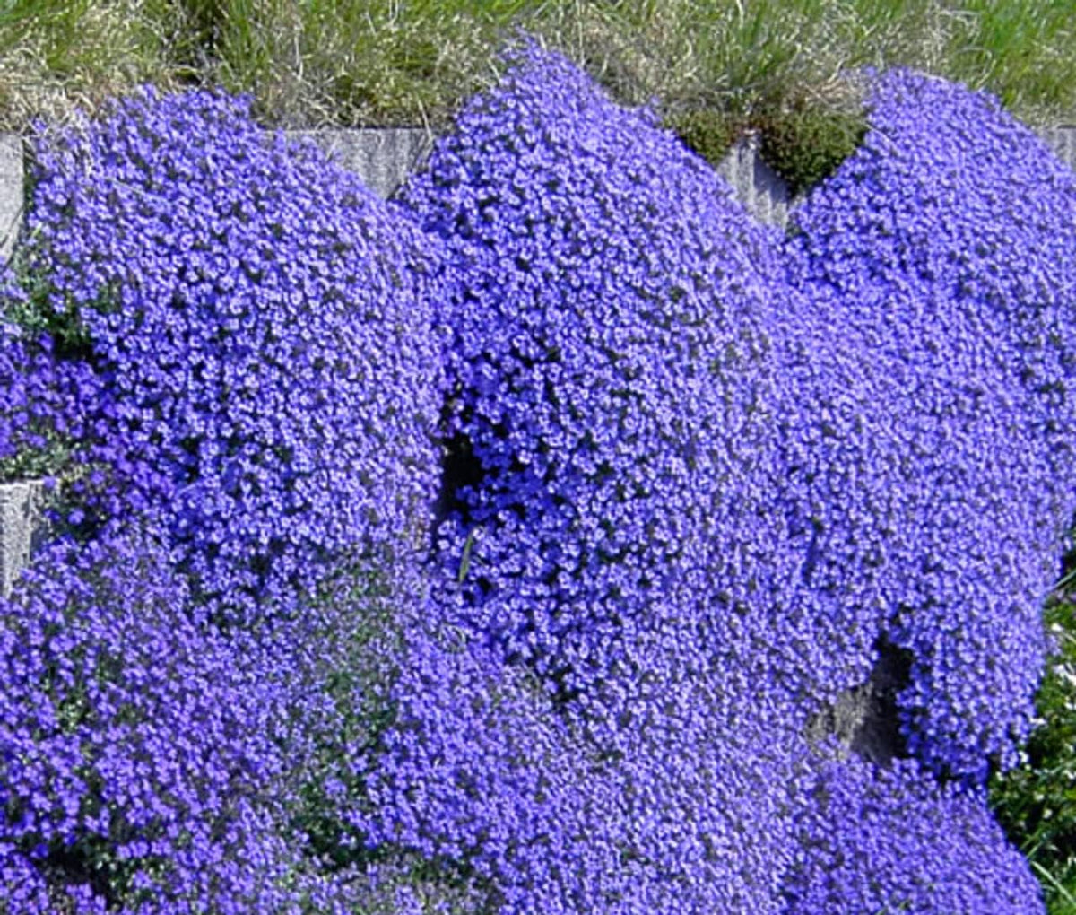 Blau aubrieta blume samen for anpflanzung - wildflower mix, heirloom & gmo free samen for home garten
 
 sale samen for anpflanzung in home garten