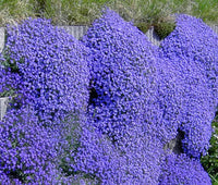 Blau aubrieta blume samen for anpflanzung - wildflower mix, heirloom & gmo free samen for home garten
 
 sale samen for anpflanzung in home garten