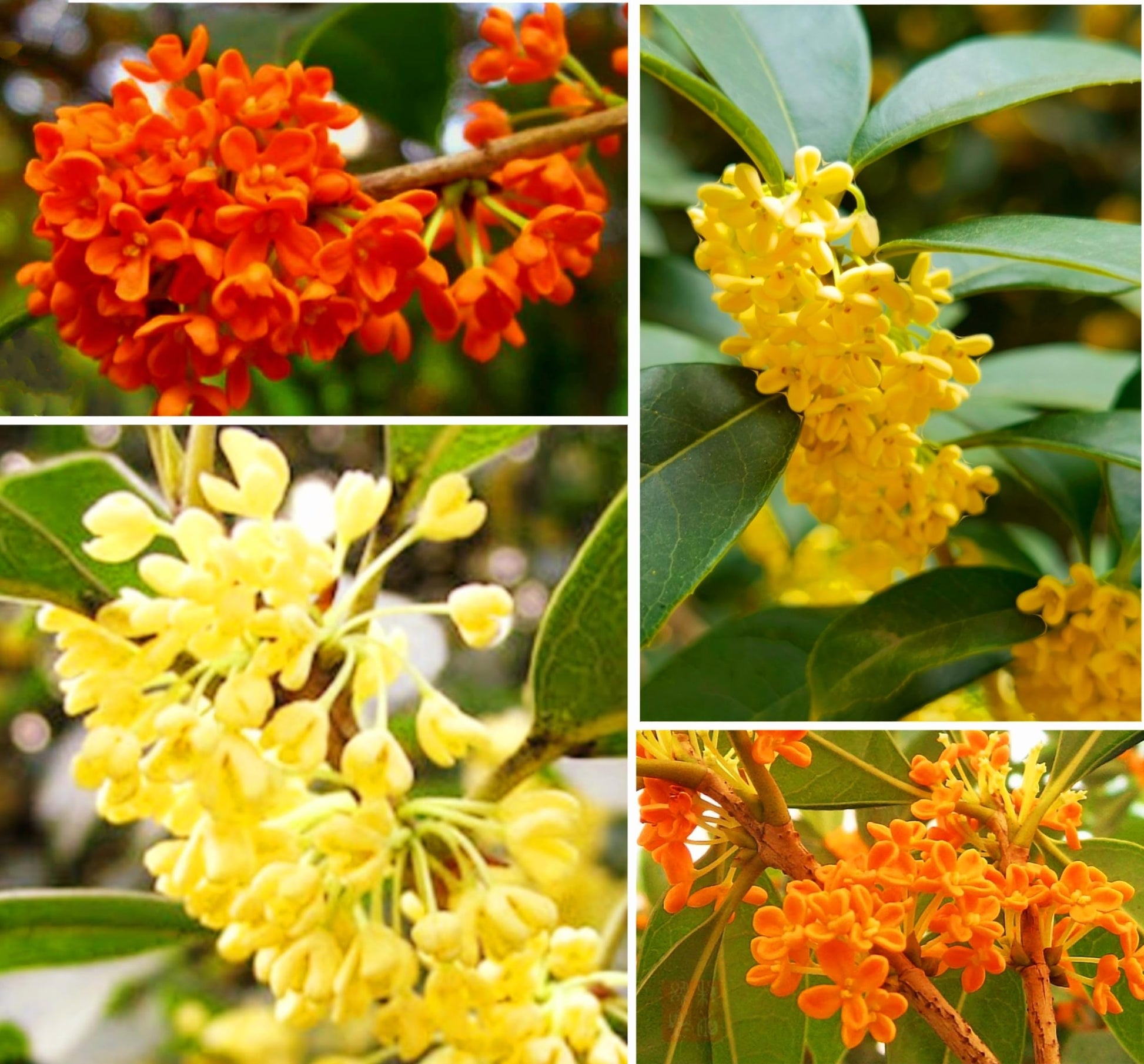 Osmanthus Mischung Blume Samen zur Aussaat – hochwertige Qualitäts- leuchtend Gärten