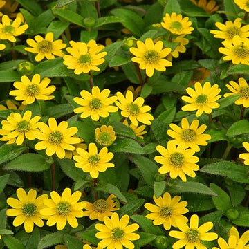 Gelb creeping zinnia blume samen for anpflanzung long bloom season heirloom & gmo free samen for home garten 
 
 sale for anpflanzung in home garten