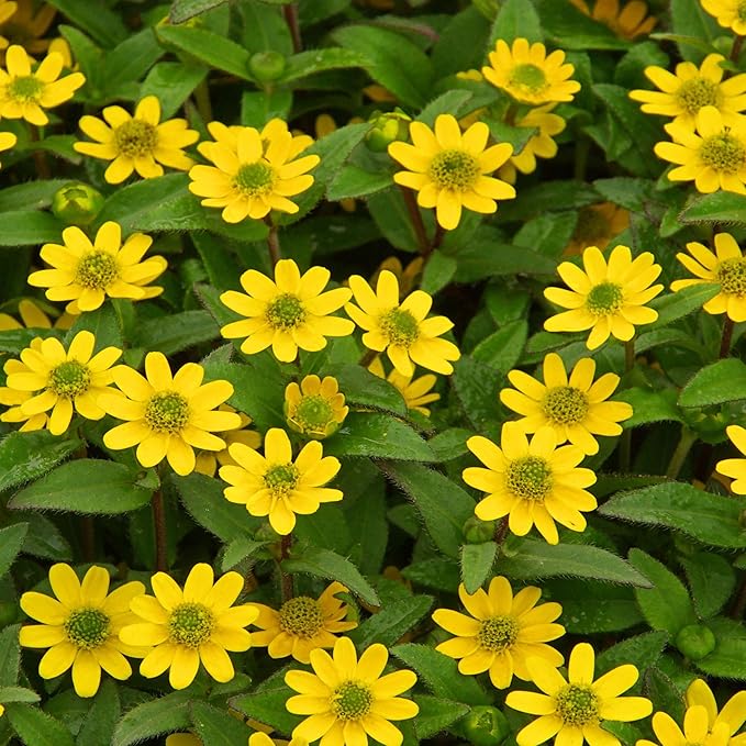 Gelb creeping zinnia blume samen for anpflanzung long bloom season heirloom & gmo free samen for home garten 
 
 sale for anpflanzung in home garten