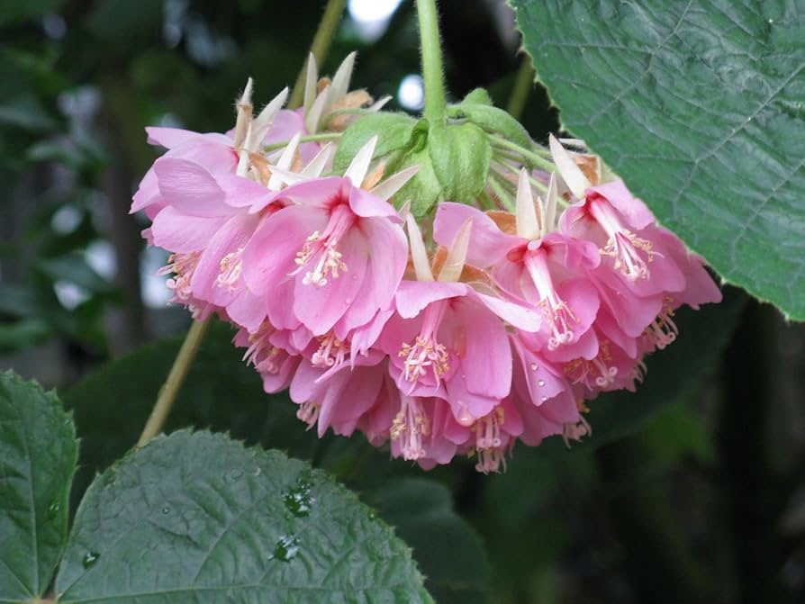 Dombeya Bourgassiae Blumensamen zur Aussaat lang Blüte Saison Traditionssorte & ohne Gentechnik Samen Hausgarten