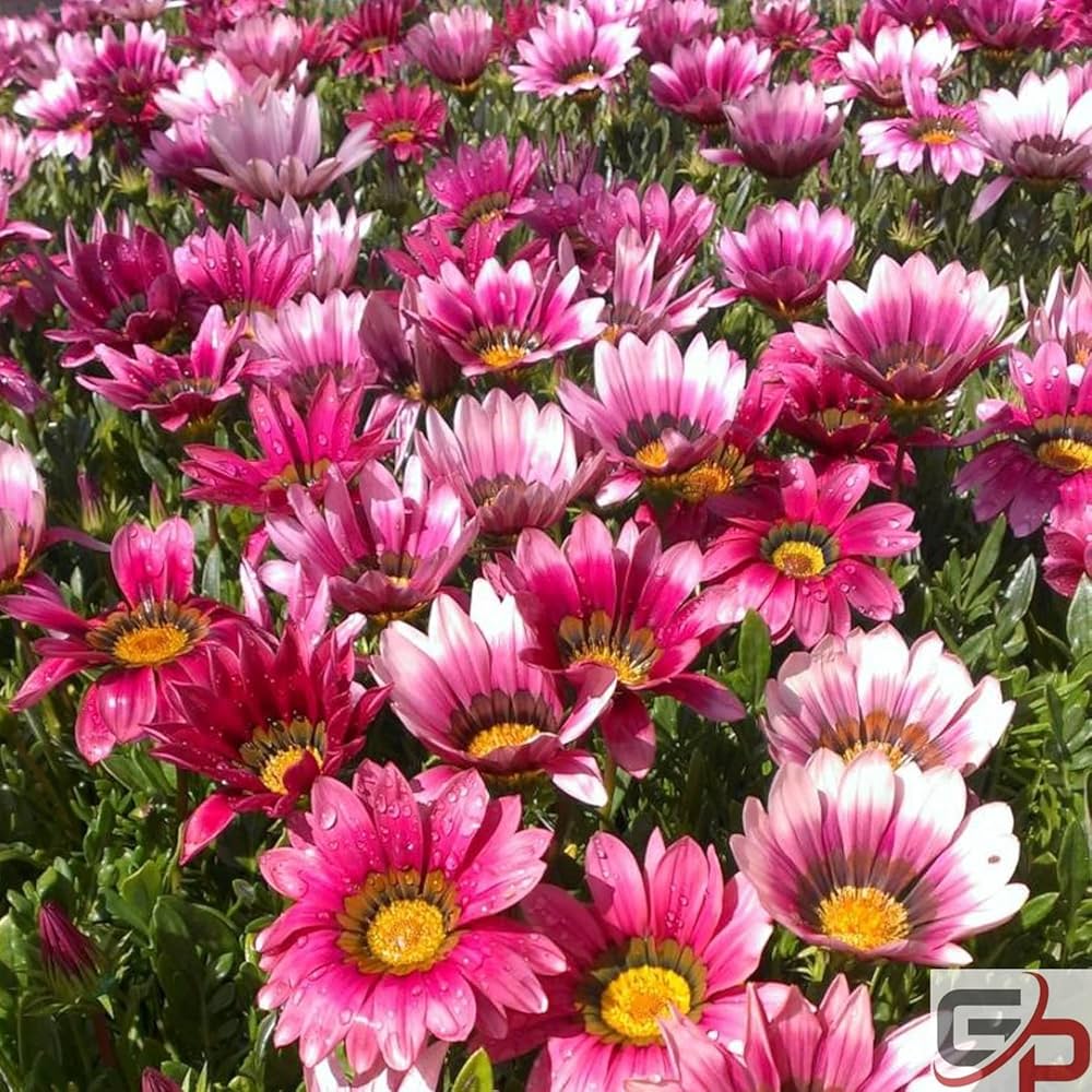 African Daisy Arctotis Rollier Samen zur Aussaat Blume Beet Dry Garten