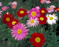 Rosa Pyrethrum Blumensamen zur Aussaat pflegeleicht Traditionssorte & ohne Gentechnik Samen Hausgarten