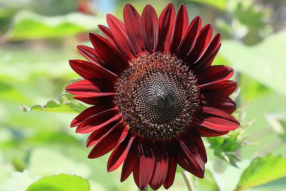Chocolate Sonnenblume Blumensamen zur Aussaat – hochwertige Qualitäts- – Traditionssorte & ohne Gentechnik Samen Hausgarten