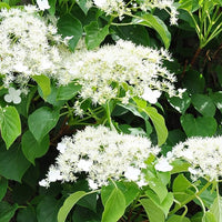 Hortensie Bonsai Samen – Viburnum Gartenblumen Hausgarten
