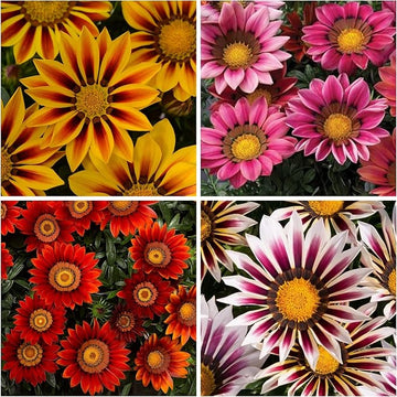 Gazania blume samen for vibrant bonsai and garten blooms
