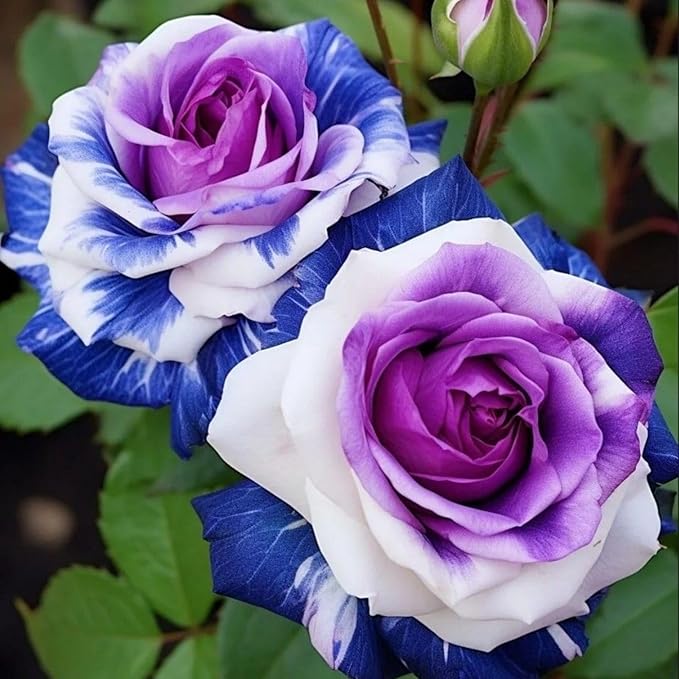 Holland Rainbow Rose Rosa spp Blumensamen zur Aussaat Blume Beet