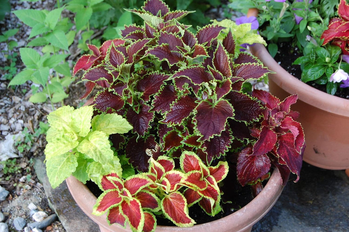 Mixed coleus blume samen for anpflanzung - premium quality, heirloom & gmo free samen for home garten
 
 sale for anpflanzung in home garten