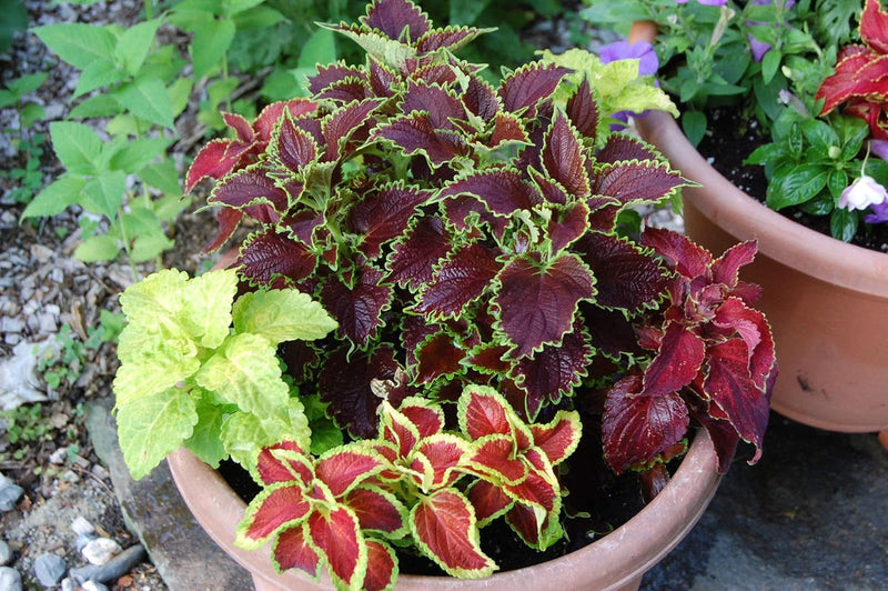 Mixed coleus blume samen for anpflanzung - premium quality, heirloom & gmo free samen for home garten
 
 sale for anpflanzung in home garten