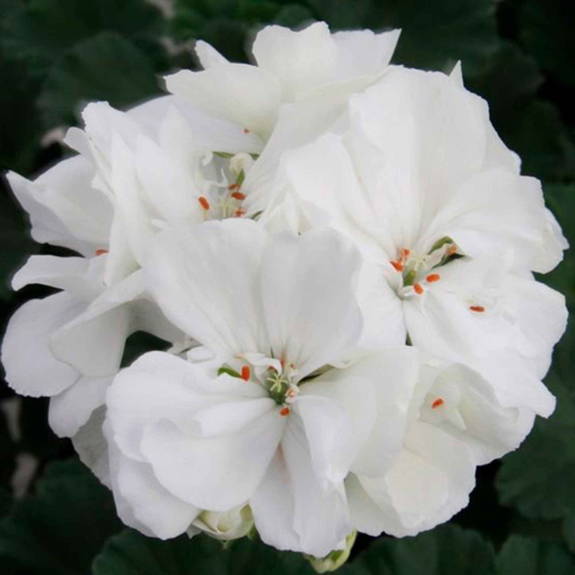 Weiß Mischung Pelargonium Blumensamen zur Aussaat pflegeleicht Traditionssorte & ohne Gentechnik Samen Hausgarten