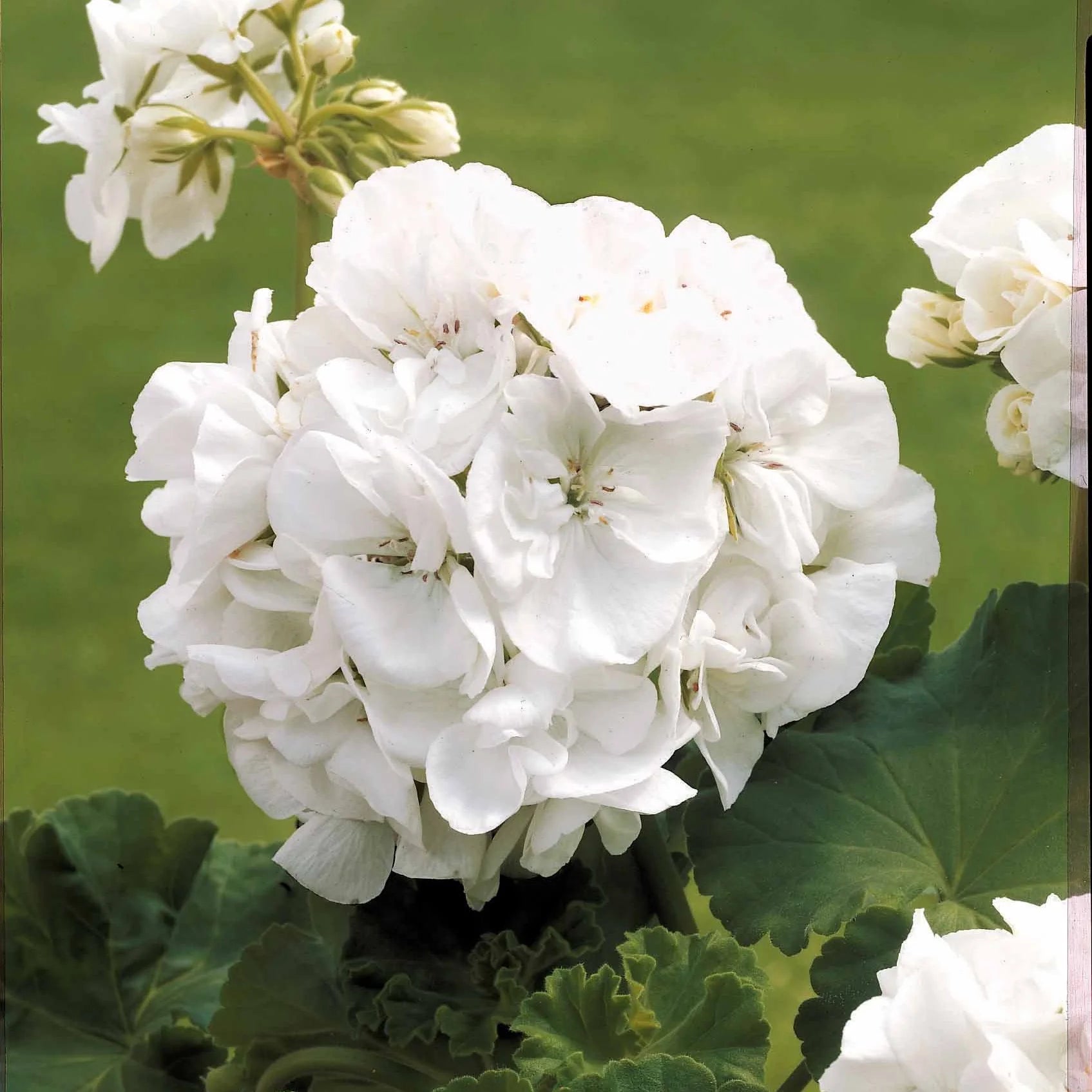 Weiß Mischung Pelargonium Blumensamen zur Aussaat pflegeleicht Traditionssorte & ohne Gentechnik Samen Hausgarten