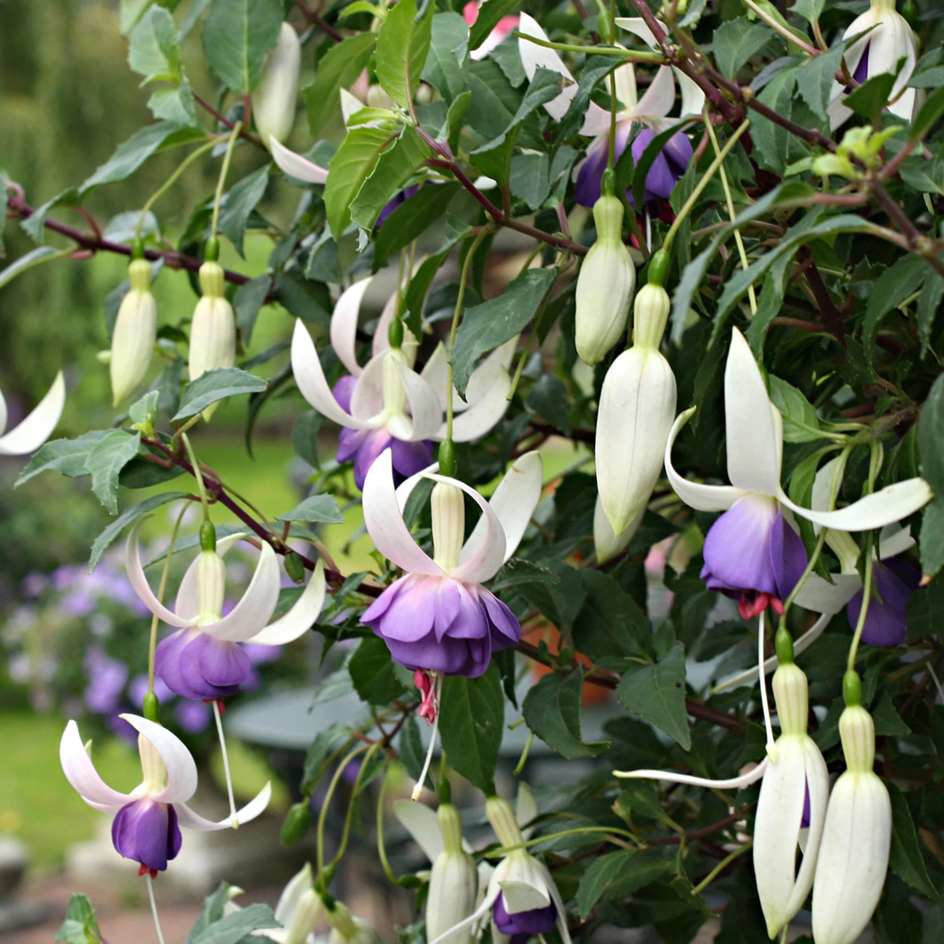 Lila Weiß Fuchsias Blumensamen zur Aussaat Drought verträglich Traditionssorte & ohne Gentechnik Samen Hausgarten