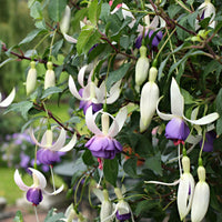 Lila Weiß Fuchsias Blumensamen zur Aussaat Drought verträglich Traditionssorte & ohne Gentechnik Samen Hausgarten