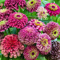 Queeny Lime Rot Zinnie Blumensamen zur Aussaat Halbschatten verträglich Traditionssorte & ohne Gentechnik Samen Hausgarten