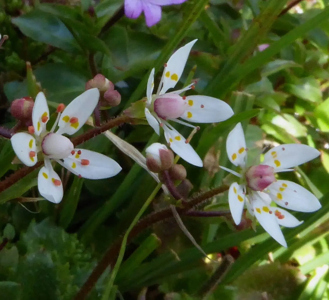 Saxifraga Stellaris Blumensamen zur Aussaat – saisonal Dauerblüher – Traditionssorte & ohne Gentechnik Samen Hausgarten