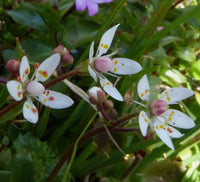Saxifraga Stellaris Blumensamen zur Aussaat – saisonal Dauerblüher – Traditionssorte & ohne Gentechnik Samen Hausgarten