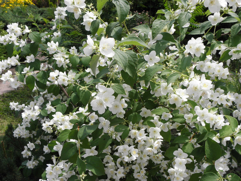 Semillas blancas de Philadelphus coronarius para sembrar: flores fragantes de falso naranjo