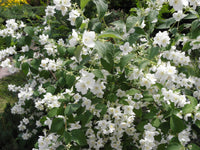 Weiß Philadelphus Coronarius Samen zur Aussaat – duftend Mock Orange Blüten