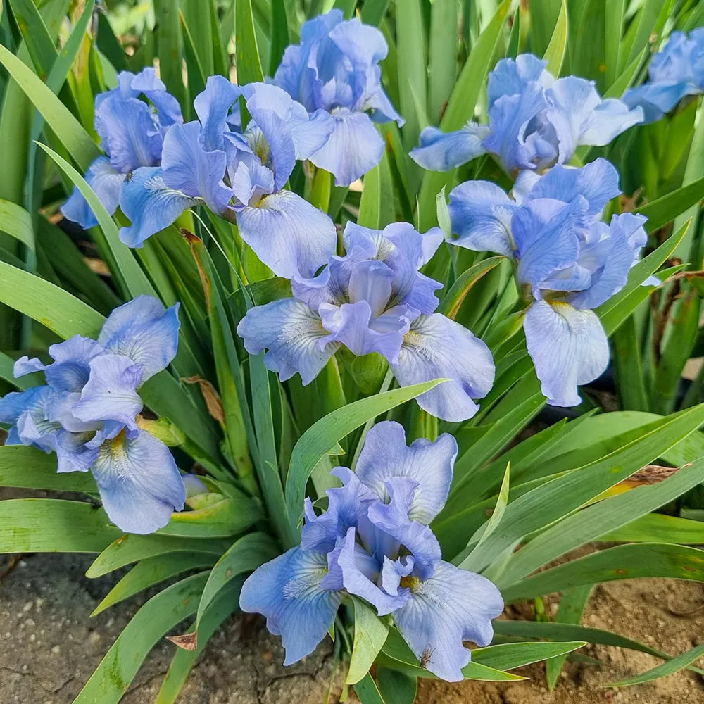 Iris Blau Blumensamen zur Aussaat – mehrjährige Blüten