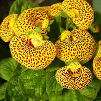 Calceolaria Purse Blumensamen zur Aussaat duftend Blüten Traditionssorte & ohne Gentechnik Samen Hausgarten