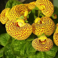 hell Gelb Calceolaria Blumensamen zur Aussaat – leuchtend – Traditionssorte & ohne Gentechnik Samen Hausgarten
