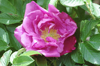 Kartoffelrose Blumensamen zur Aussaat – farbenfroh Schau – Traditionssorte & ohne Gentechnik Samen Hausgarten