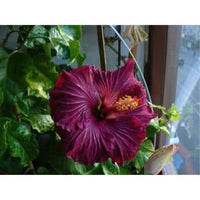 dunkel Lila Hibiskus Blumensamen zur Aussaat Bestäuber freundlich Traditionssorte & ohne Gentechnik Samen Hausgarten