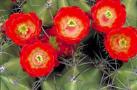 Claret Cup Hedgehog Cacti Blumensamen zur Aussaat – Schnitt Blume beliebt – Traditionssorte & ohne Gentechnik Samen Hausgarten