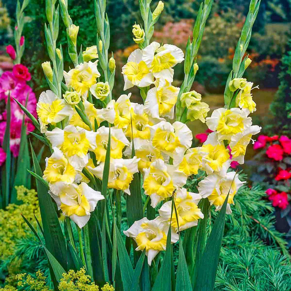 Grün mehrjährig Gladiole Blumensamen zur Aussaat – leuchtend Blüten – Traditionssorte & ohne Gentechnik Samen Hausgarten