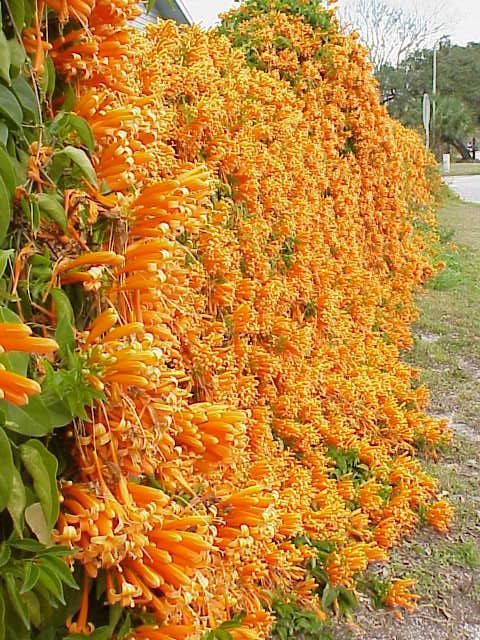 Rot (rot pyrostegia) samen for anpflanzung in home garten