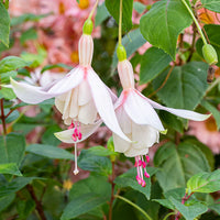 Fuchsie Blumensamen zur Aussaat – Anzucht – Traditionssorte & ohne Gentechnik Samen Hausgarten