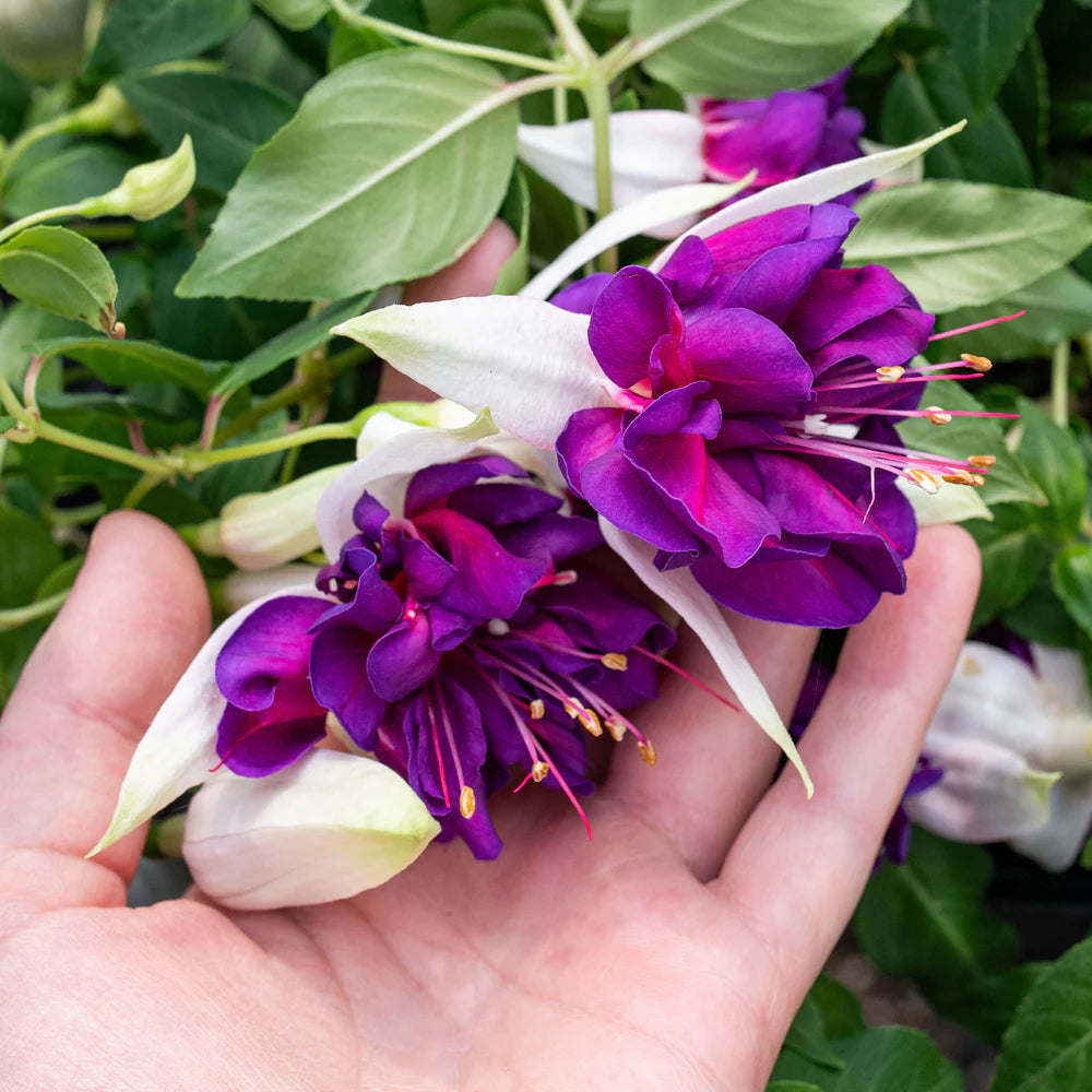 Lila Weiß Fuchsie Blumensamen zur Aussaat lang Blüte Saison Traditionssorte & ohne Gentechnik Samen Hausgarten